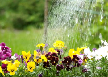 O passo a passo ideal para quem está começando a jardinar