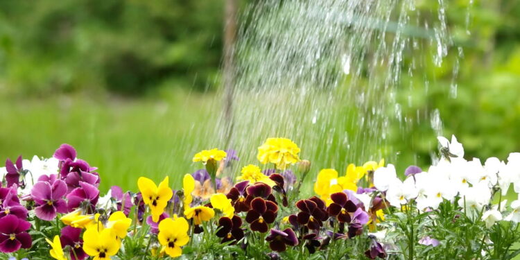 O passo a passo ideal para quem está começando a jardinar