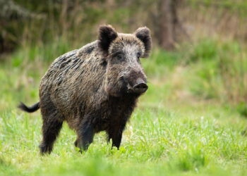 Você sabe qual o feminino de javali?