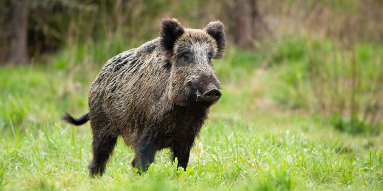 Você sabe qual o feminino de javali?