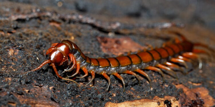 Essa planta repele lacraias de ambientes úmidos