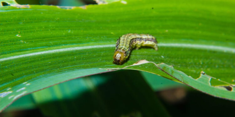 Como afastar a lagarta-do-cartucho das suas plantas naturalmente