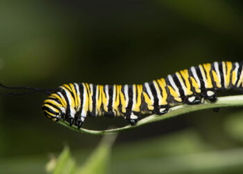 Esse truque espanta lagartas do seu quintal rapidamente