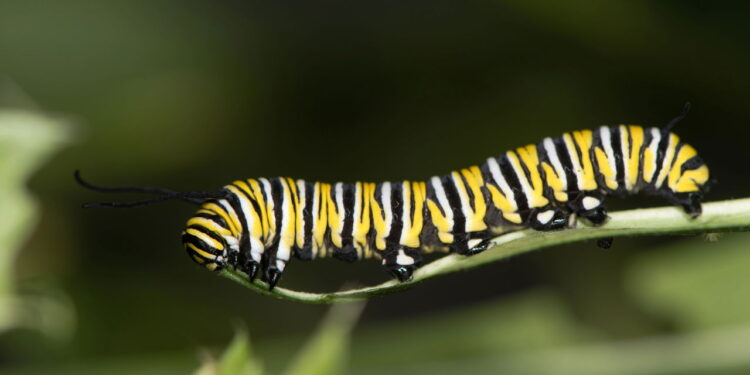 Esse truque espanta lagartas do seu quintal rapidamente