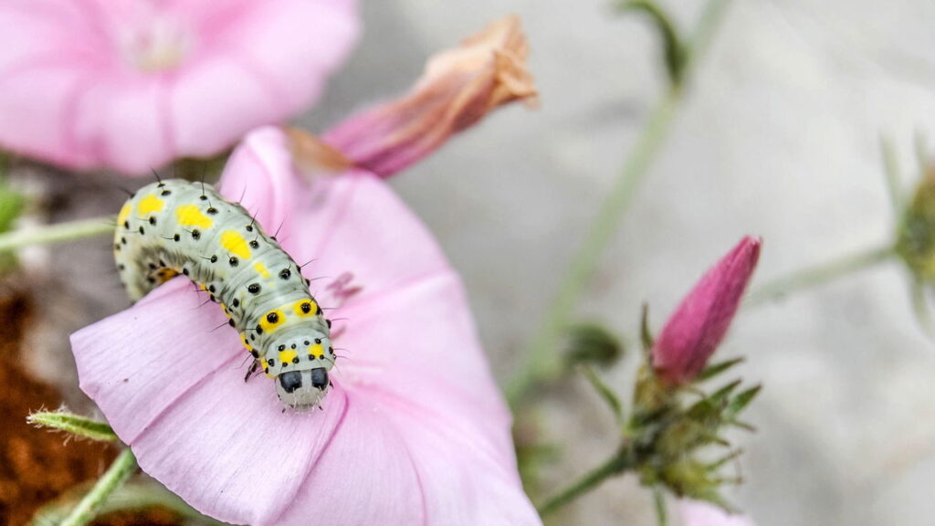 Esse truque espanta lagartas do seu quintal rapidamente