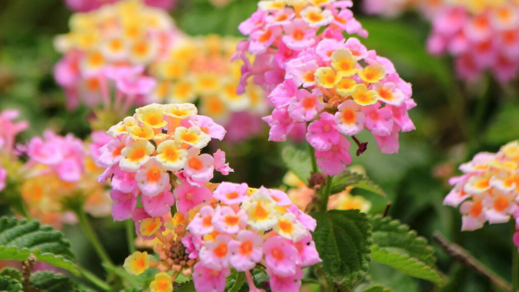 As plantas para ter no jardim de casa que florescem o ano inteiro