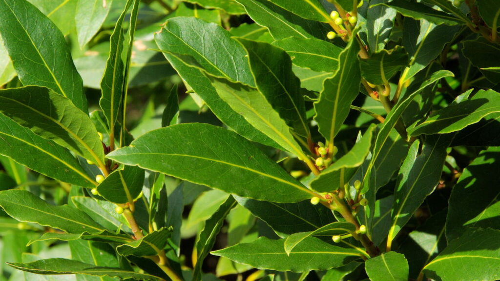 Este truque com folhas secas evita baratas atrás da geladeira