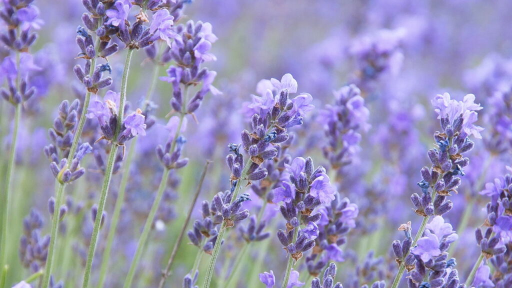 As 4 plantas para espantar cochonilhas do seu jardim