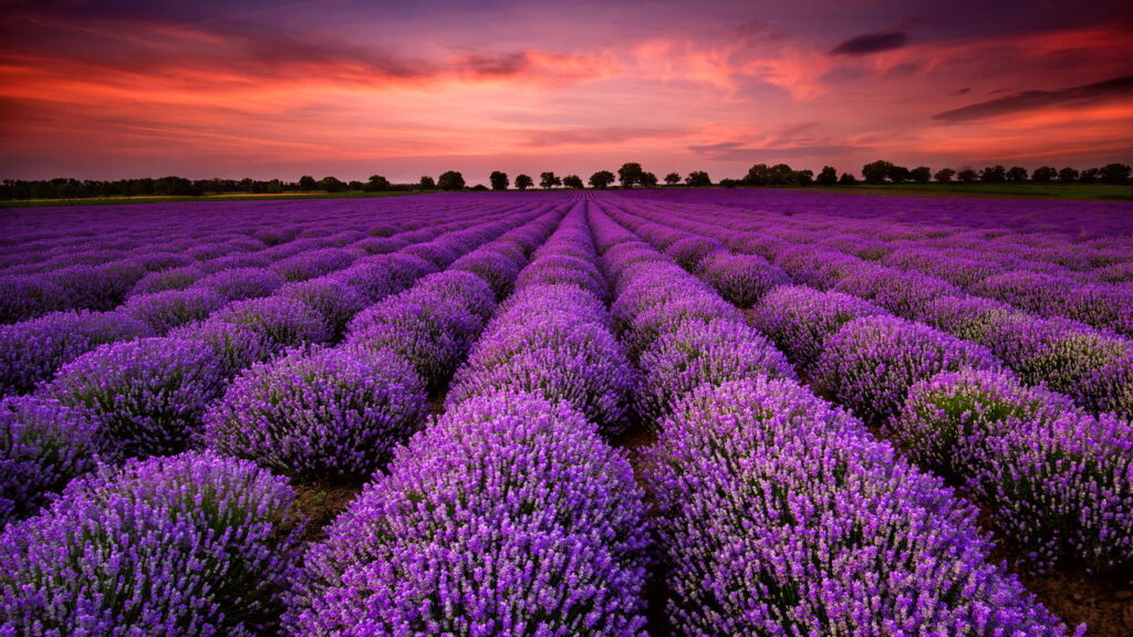 As 3 plantas para afastar aranha marrom da sua casa
