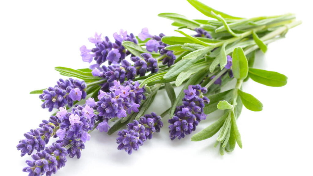 Essa é a planta medicinal mais poderosa para ansiedade e para o sono