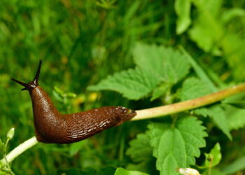 Com apenas uma fatia de pepino você pode fazer este repelente para afastar caracóis e lesmas do seu jardim