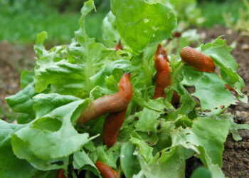 Barreira abrasiva que impede o avanço de lesmas em hortas caseiras