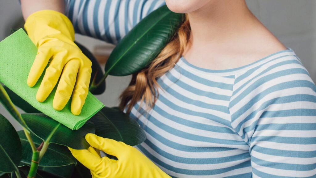 Como acabar com as cochonilhas no jardim