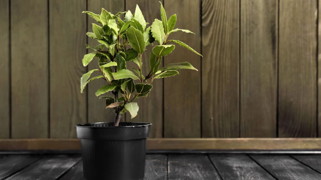 4 plantas para afastar a formiga-do-açúcar da sua casa de vez