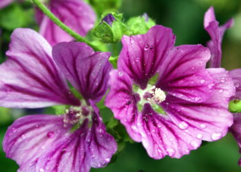 Planta natural que beneficia a saúde pode estar na sua casa agora!
