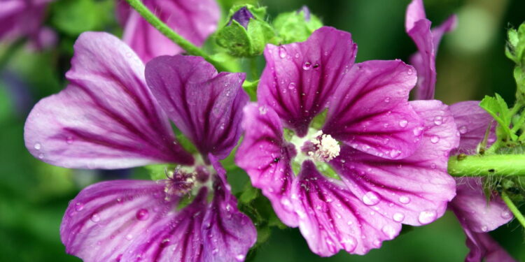 Planta natural que beneficia a saúde pode estar na sua casa agora!