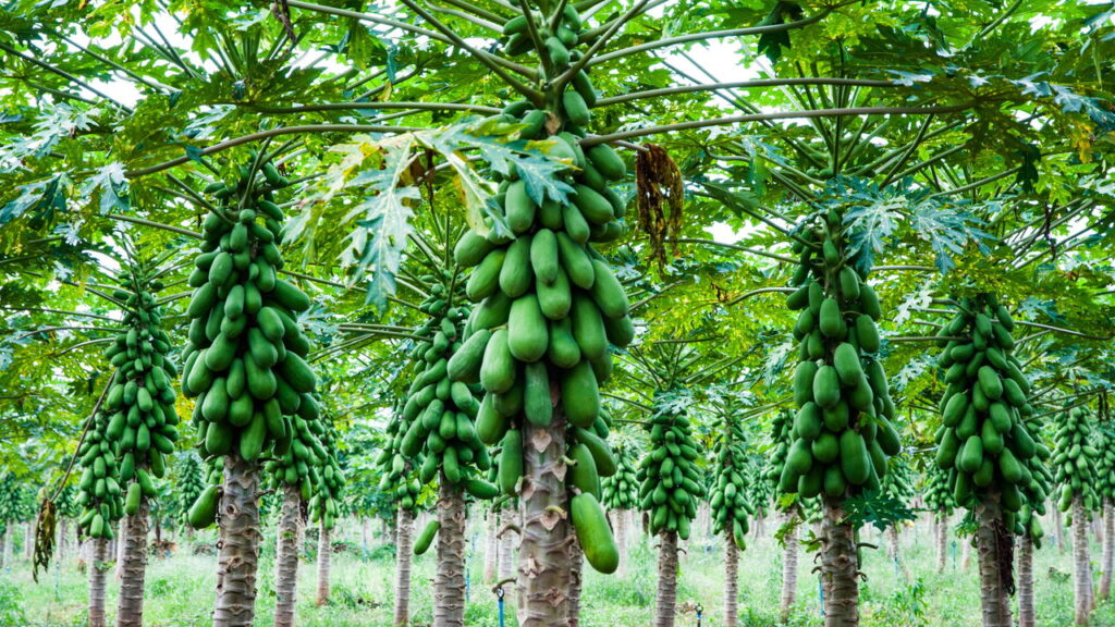 Fruta tropical rica em nutrientes e fácil de consumir no dia a dia é fácil de cultivar
