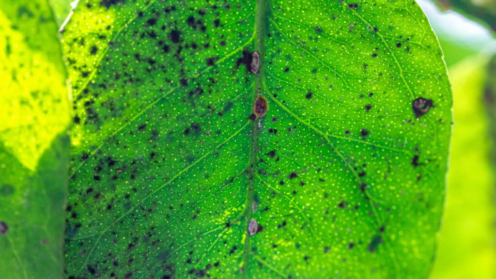 Manchas pretas nas roseiras indicam um alerta escondido