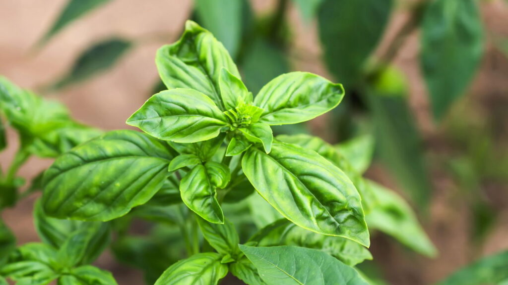Essa planta pode salvar suas hortaliças das pragas