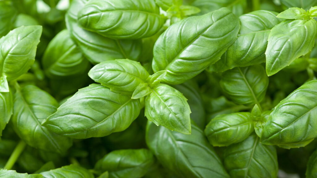 Planta de beleza única que encanta pelo charme e ainda traz benefícios para a saúde!