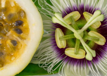 5 benefícios do maracujá que você precisa conhecer agora