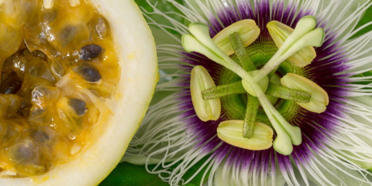 5 benefícios do maracujá que você precisa conhecer agora