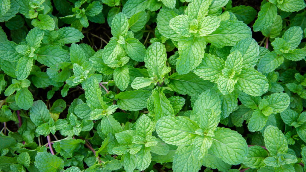 Fumaça aromática com mentol desorienta o olfato dos mosquitos e os afasta do ambiente

