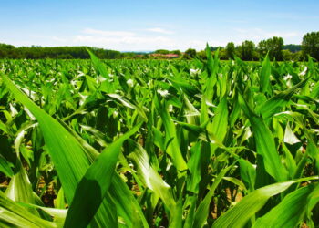 Saiba como cultivar e saborear em casa um dos cereais mais populares do mundo!