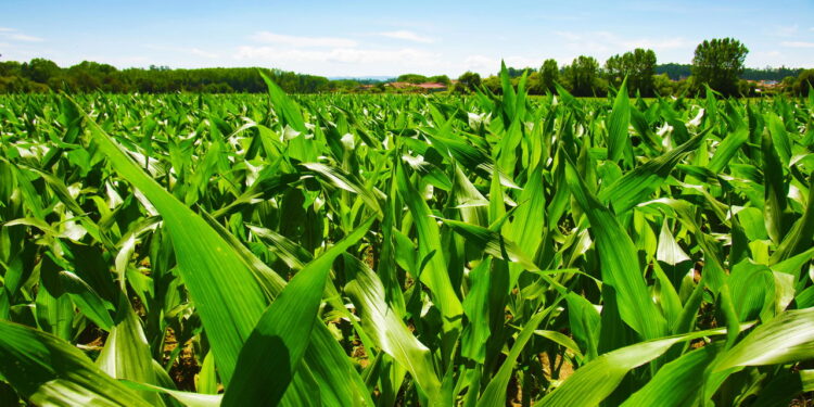 Saiba como cultivar e saborear em casa um dos cereais mais populares do mundo!