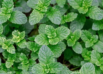 A planta aromática para cultivar em casa e ainda você pode usar em receitas