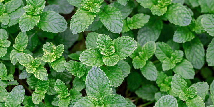 A planta aromática para cultivar em casa e ainda você pode usar em receitas