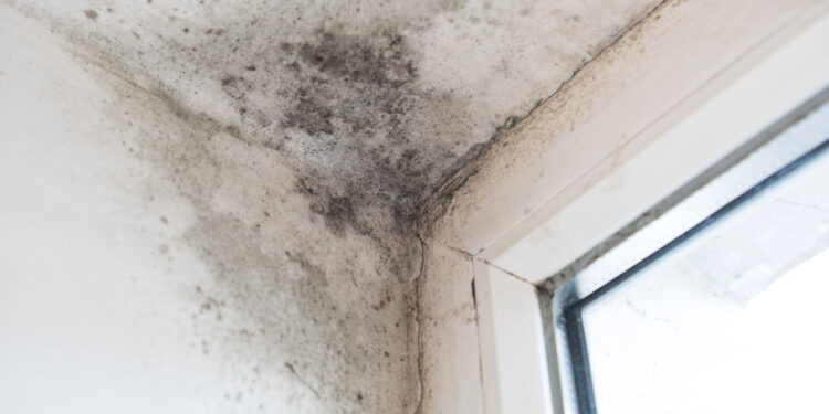 O truque caseiro que elimina mofo do banheiro sem gastar muito