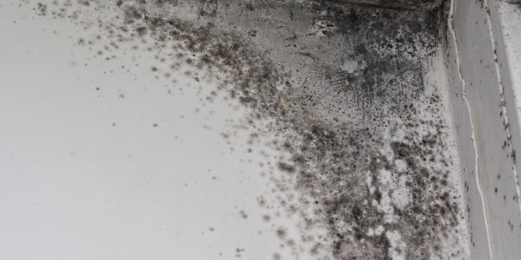 A umidade é a principal responsável pelo surgimento de mofo em casas, afetando saúde e estrutura.