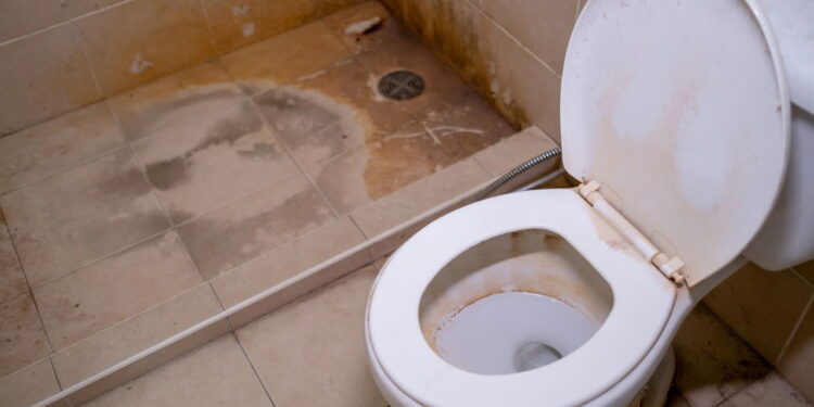 Esse pode ser o verdadeiro motivo pelo qual o mofo atrai insetos no banheiro!