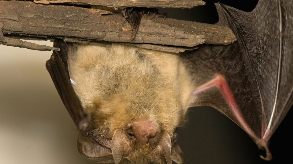 Ambiente protegido sem uso de produtos químicos ou armadilhas