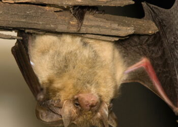 Ambiente protegido sem uso de produtos químicos ou armadilhas