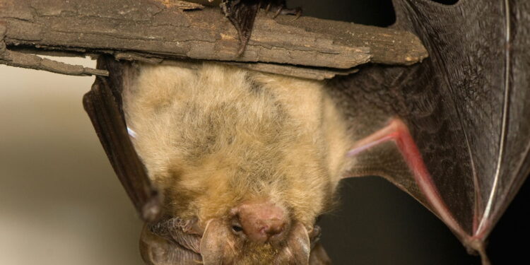 Ambiente protegido sem uso de produtos químicos ou armadilhas