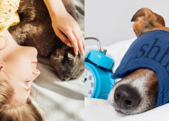 Você deve dividir a cama com seu cachorro ou gato?