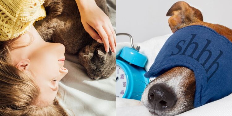 Você deve dividir a cama com seu cachorro ou gato?