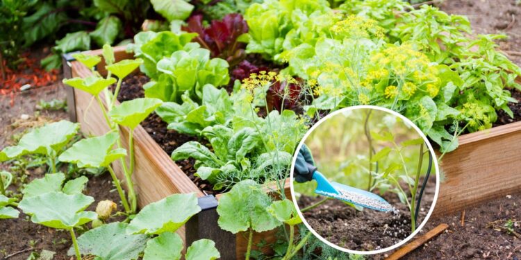 O melhor adubo orgânico para deixar seu jardim mais verde e saudável