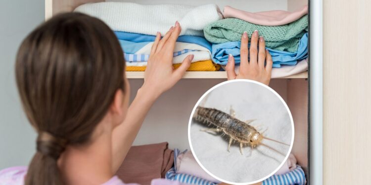 Truque natural para evitar traças no guarda-roupa