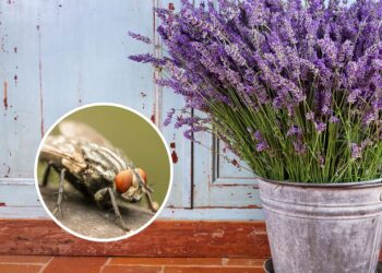 As 3 melhores plantas para espantar moscas de forma natural e eficaz