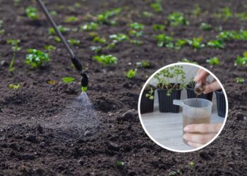 O melhor guia de adubação para deixar suas plantas mais saudáveis