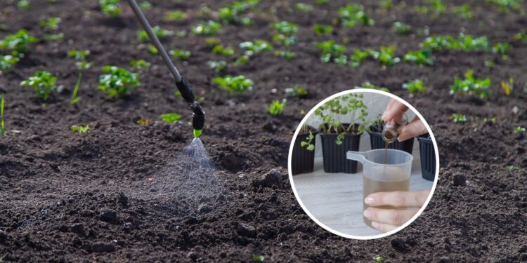 O melhor guia de adubação para deixar suas plantas mais saudáveis