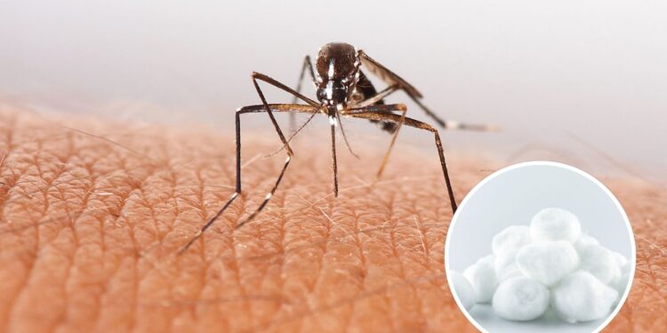 O truque do algodão com óleos essenciais é uma alternativa segura e eficaz para ambientes fechados