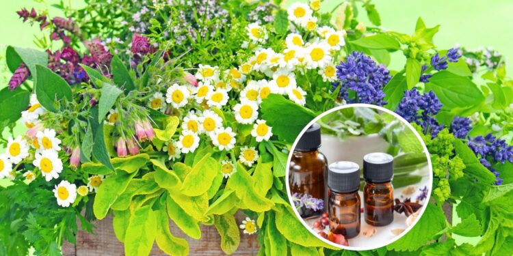 As 3 plantas medicinais que todo mundo deveria ter em casa