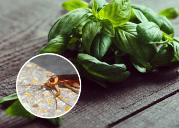 As 3 plantas mais eficazes para manter as baratas longe