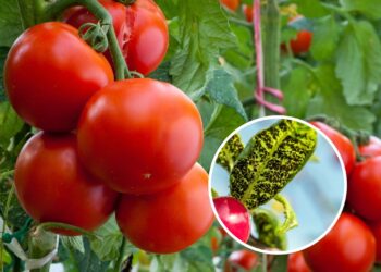 As 5 melhores plantas para afastar pragas de tomateiros