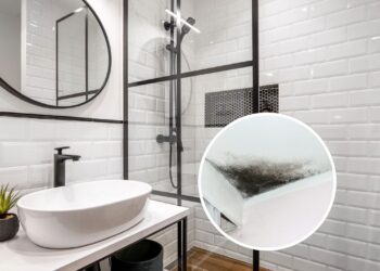 As 3 plantas perfeitas para ter no banheiro e evitar mofo