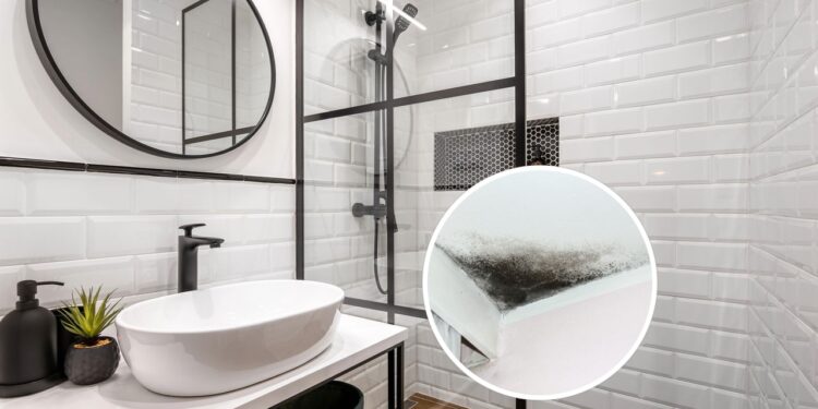 As 3 plantas perfeitas para ter no banheiro e evitar mofo